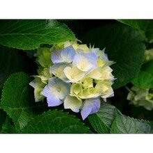 Ольга, г. Екатеринбург