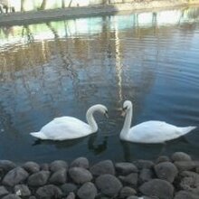 Венера, г. Щелково