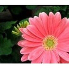 ВИКТОРИЯ, г. Санкт-Петербург