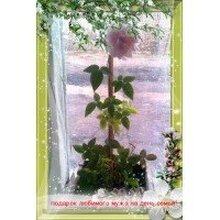 Любовь, г. Обнинск