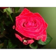 Наталья, г. Каменск-Шахтинский