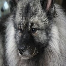 Светлана Умнова, г. Волгодонск