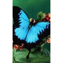 Елена, г. Санкт-Петербург