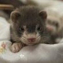 Елена Юрьевна, г. Москва