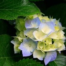 Алевтина, г. Рыбинск