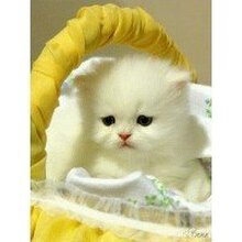 Светлана, г. Екатеринбург