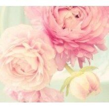 Надежда, г. Петрозаводск