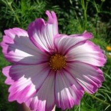 Елена, г. Архангельск