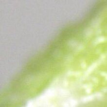 Светлана, г. Москва