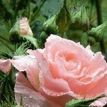 Лика, г. Анапа