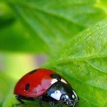 Елена, г. Тамбов