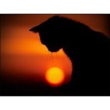 Алексеева Анна Николаевна, г. Санкт-Петербург