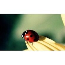 Людмила, г. Йошкар-Ола