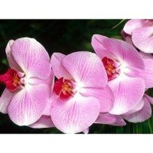 Виктория, г. Новороссийск