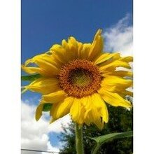 Галина, г. Казань