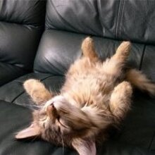 Елена, г. Ангарск