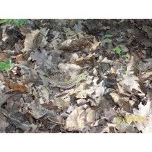 СУСАННА, г. Ялта