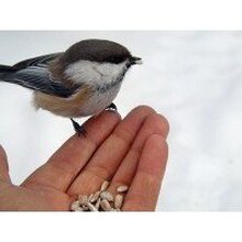 Венер, г. Уфа