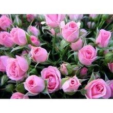 Мила, г. Москва