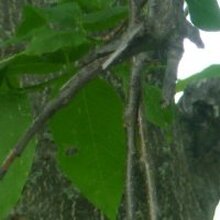 Аня, г. Новоалтайск