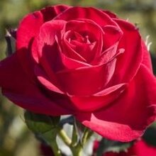 Виолетта, г. Барнаул