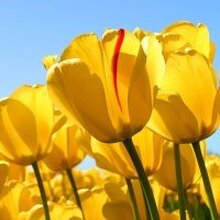 Юлия, г. Чапаевск