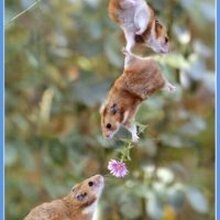 Лара, г. Казань