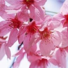 Кристина, г. Ачинск