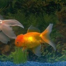 Виктория, г. Волгоград