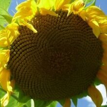 Ольга, г. Владивосток