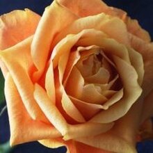 Анастасия, г. Москва