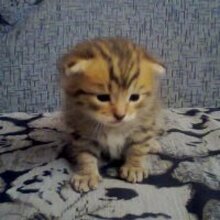 Людмила, г. Брянск