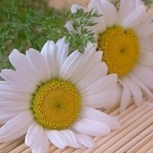 Окси, г. Медынь