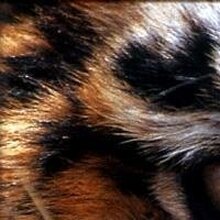 Антон, г. Белогорск