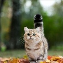 Алиса 777, г. Ростов-на-Дону