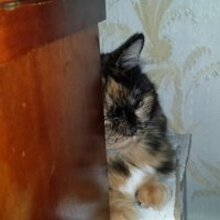 Михаил Николаевич, г. Санкт-Петербург