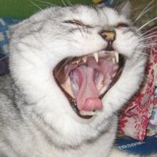 Роман, г. Томск