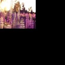 Елена, г. Москва