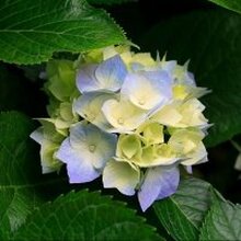 Наталья Адольфовна, г. Выкса