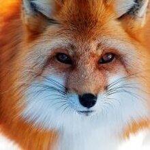 Загадка, г. Тара