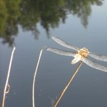 Наталия Валерьевна, г. Санкт-Петербург