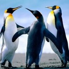 СЕРГЕЙ, г. Железногорск