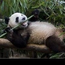 Ахра, г. Черкесск