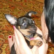 Елена Васильевна, г. Ставрополь