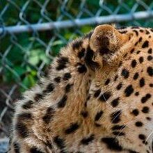 Денчик, г. Корсаков