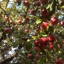 Алла Владимировна, г. Санкт-Петербург