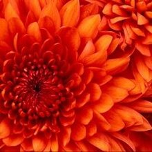 Елена михайловна, г. Ростов-на-Дону