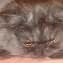 Александрович, г. Тольятти