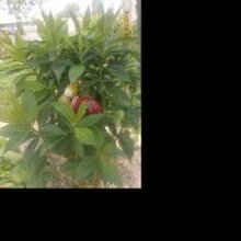 Виктория Игоревна, г. Обнинск