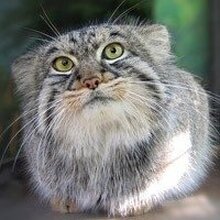 Васька Пупкин, г. Севастополь